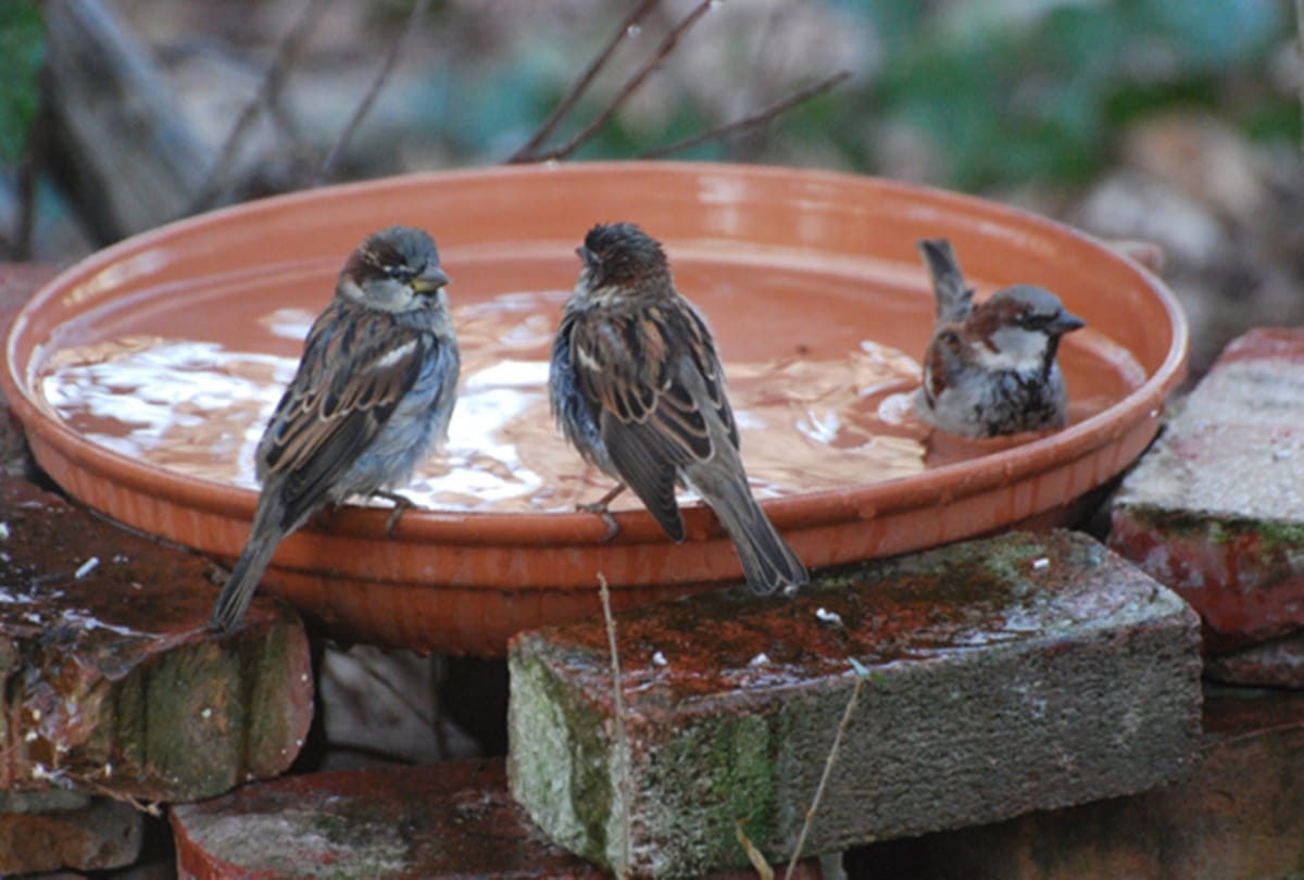 some astrology tips for birds in summer reduce negative energy