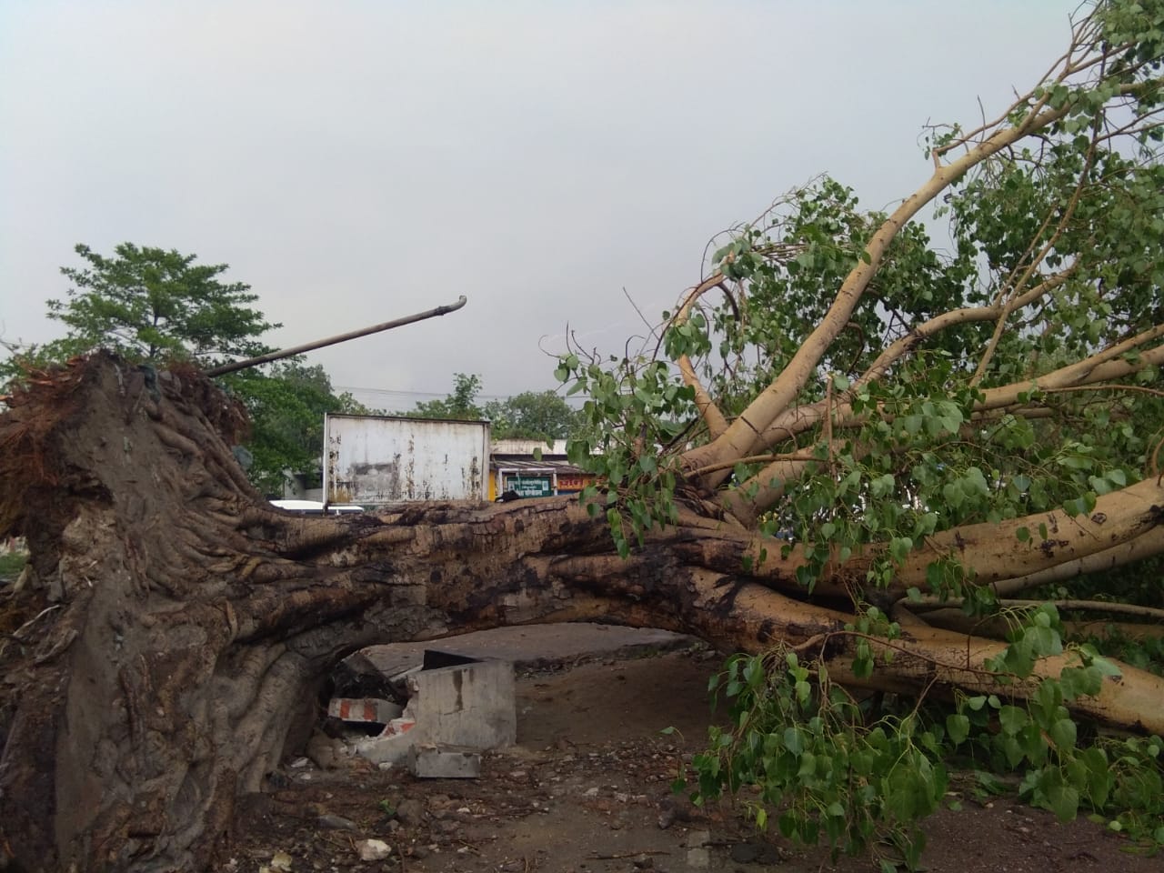 Four years ago fallen peepal tree stands erect in basti