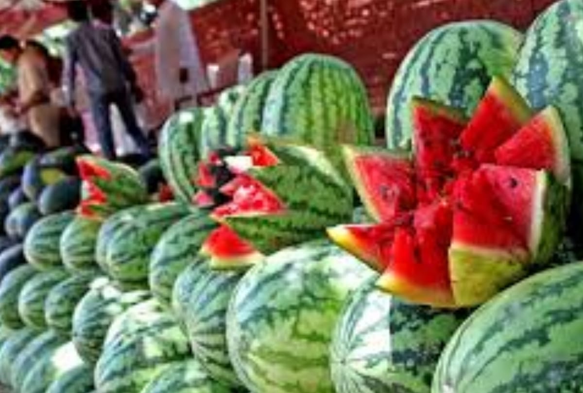 watermelon crop dipped due to water logging