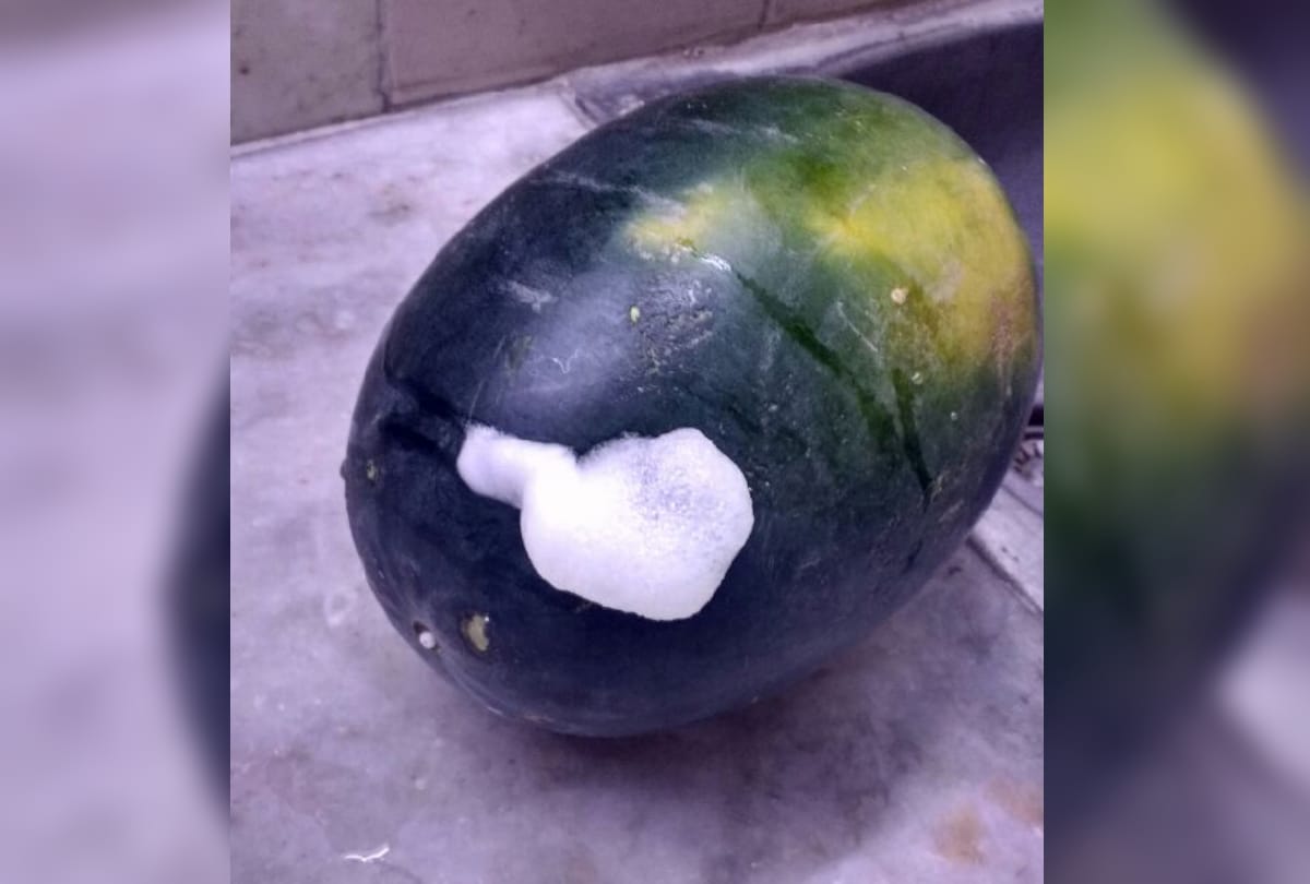chemical mix watermelon came to market in noida