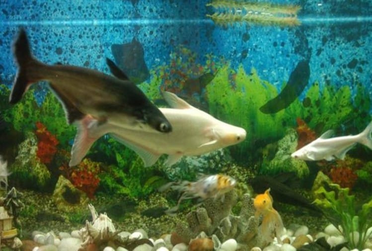 Aquarium In Home Benefits Significance Importance And Benefits In Hindi