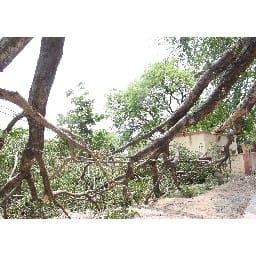 broke 650 poles in strom
