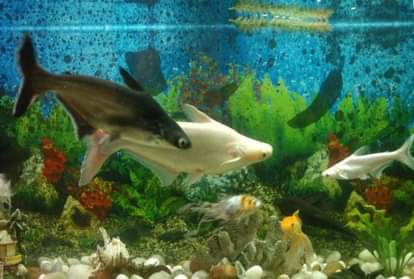 according to fengshui keep 8 fish in aquarium