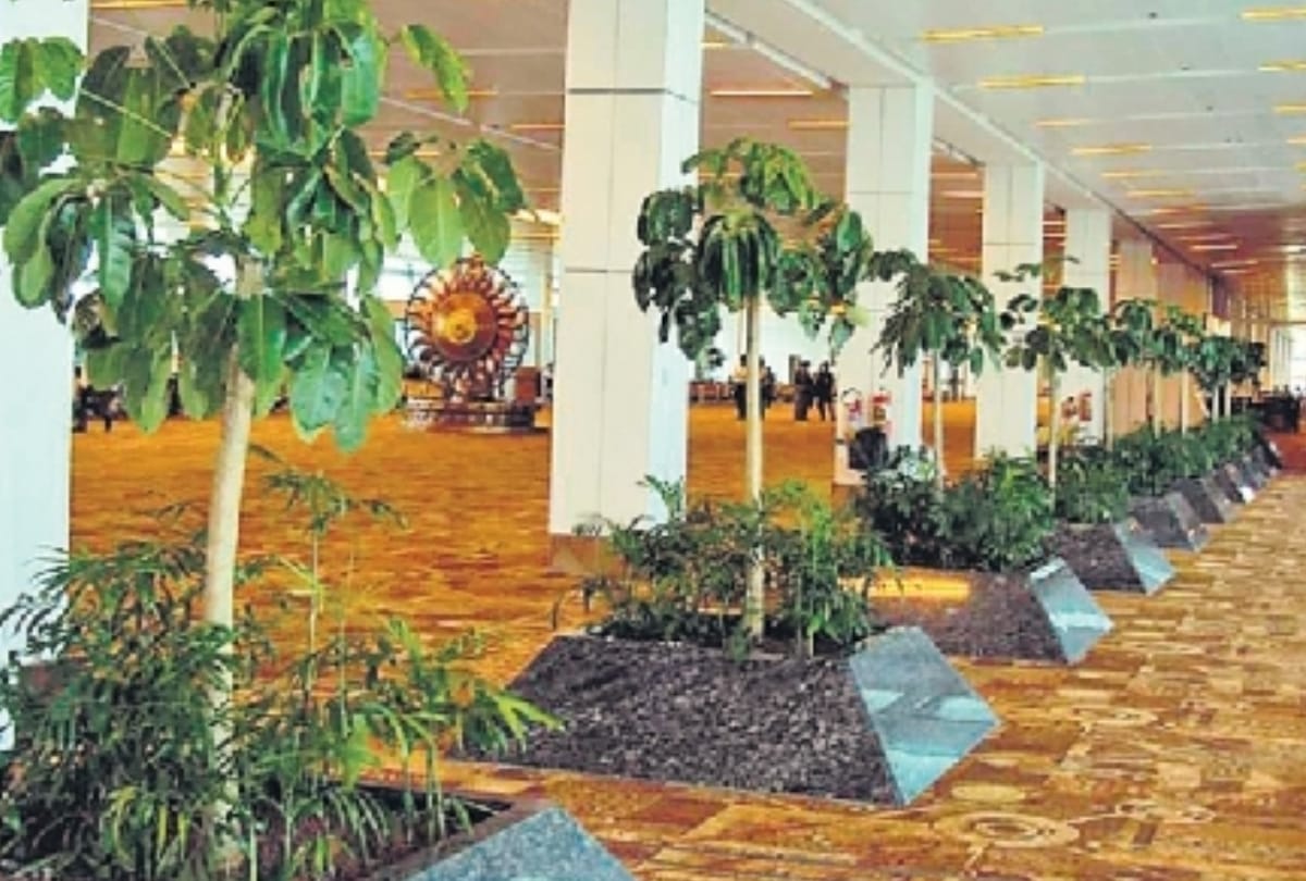 delhi airport used special tree for pollution   