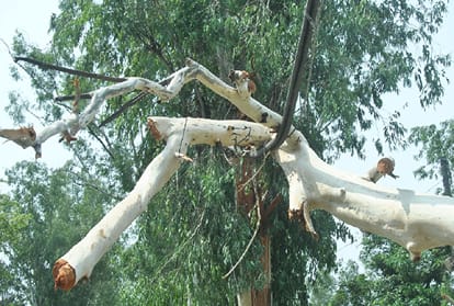dust storm and heavy rain in Uttar Pradesh, 38 people killed