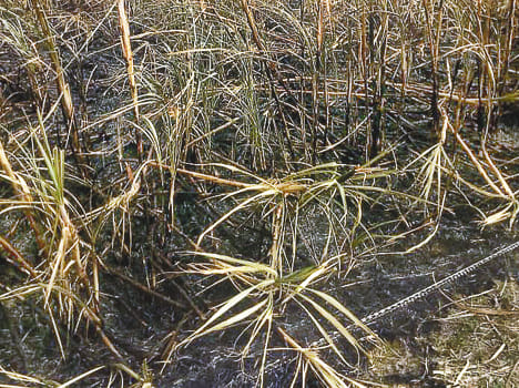 Fire in sugarcane field,Crop burn