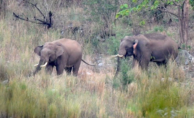 कार्बेट लैंडस्केप में दो टस्करों की दोस्ती बनी चर्चाओं का विषय
