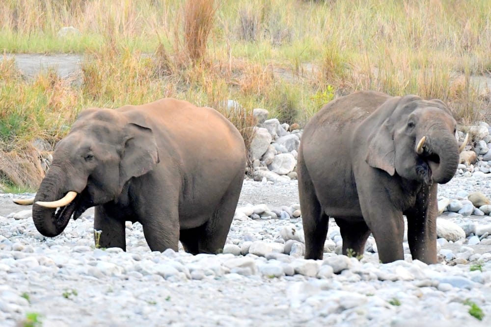 elephant rescue center received notice from Central Zoo Authority