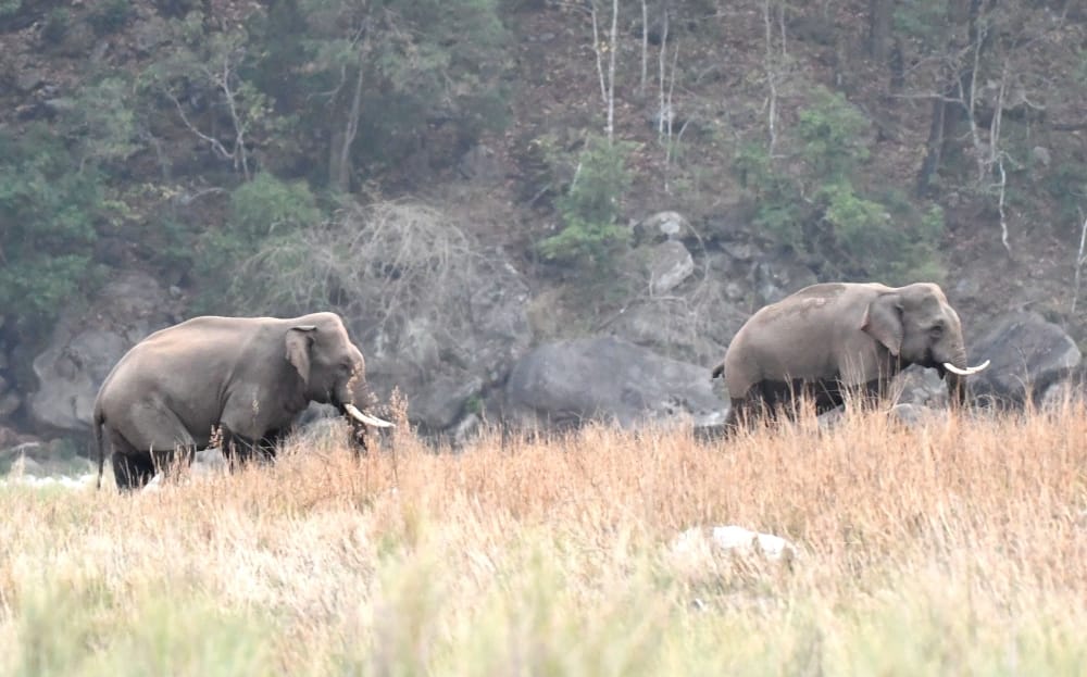 Elephant group in forest park at kotdwar