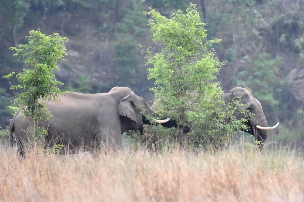 awesome friendship of two elephant