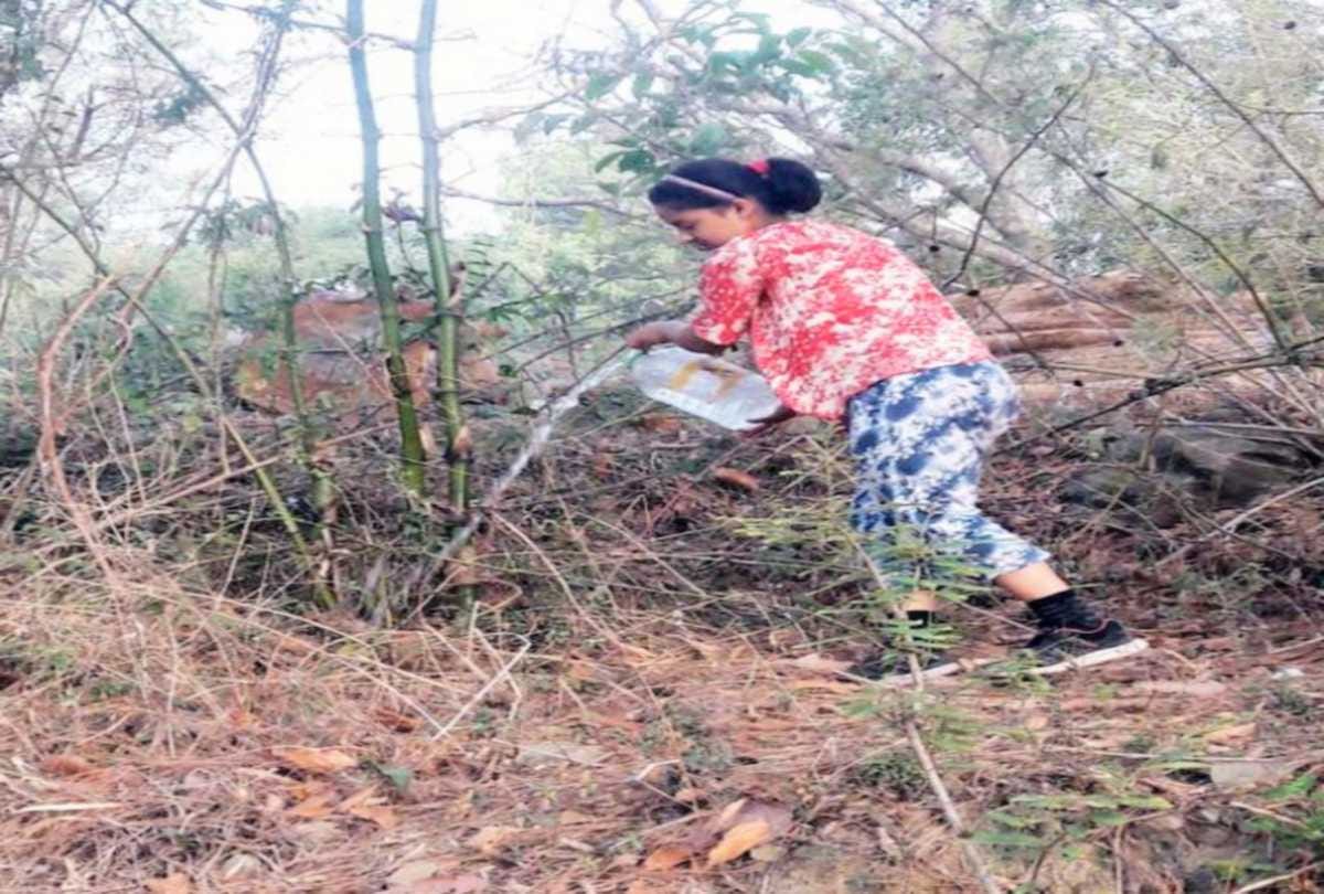 Environment Day Special: Meen Singh planted one lakh saplings of various species including pine