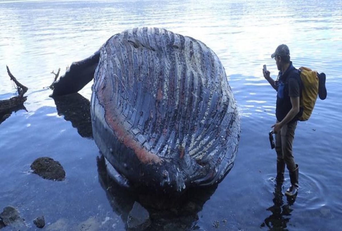 A whale dies after swallowing 80 plastic bags in Thailand 