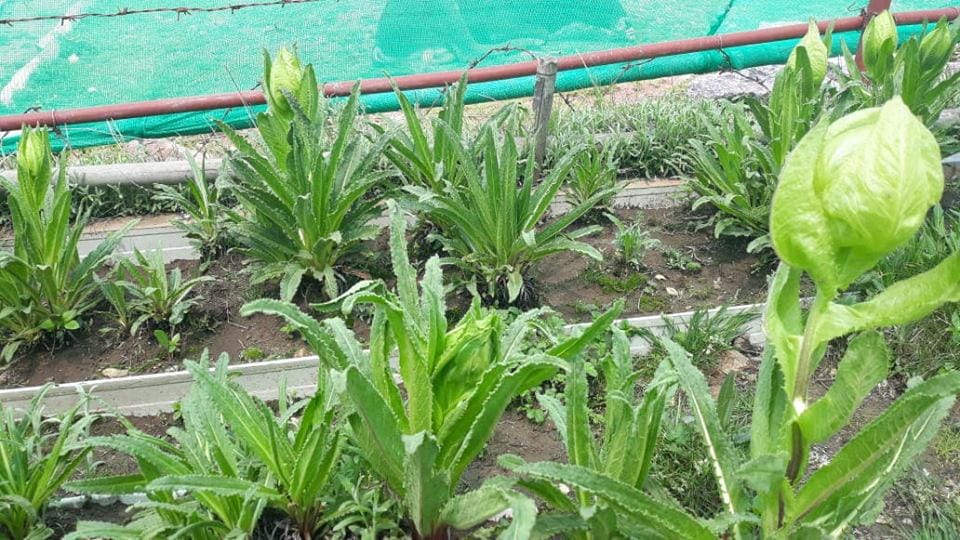 Bad Sign for kedarnath dham after brahma kamal blossom in june month
