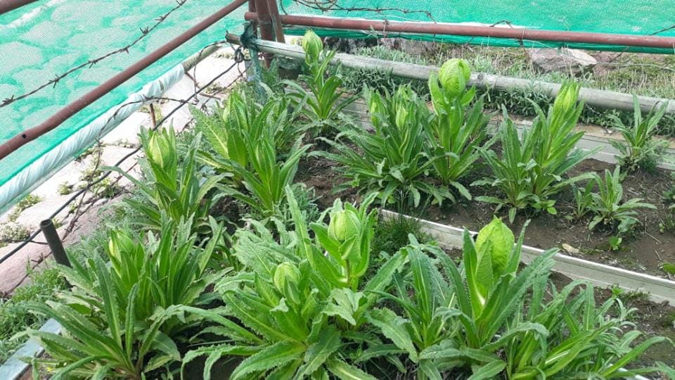 Bad Sign for kedarnath dham after brahma kamal blossom in june month