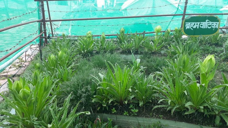 Bad Sign for kedarnath dham after brahma kamal blossom in june month