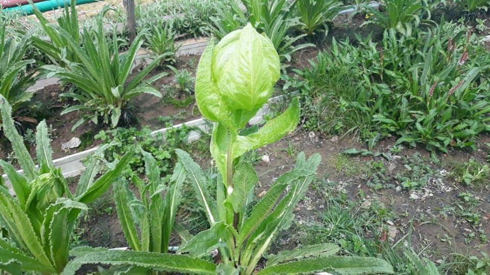 Bad Sign for kedarnath dham after brahma kamal blossom in june month
