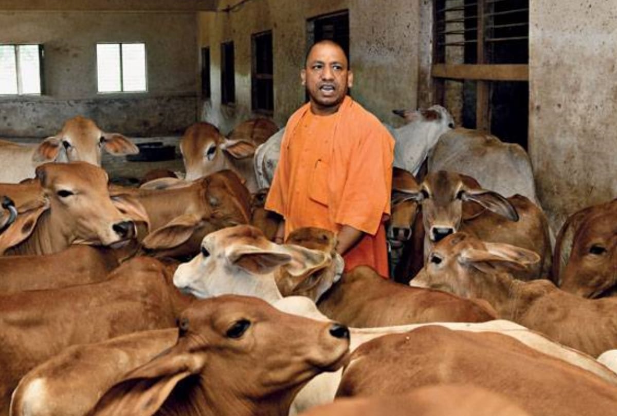 CM Yogi cares about his cows and pets