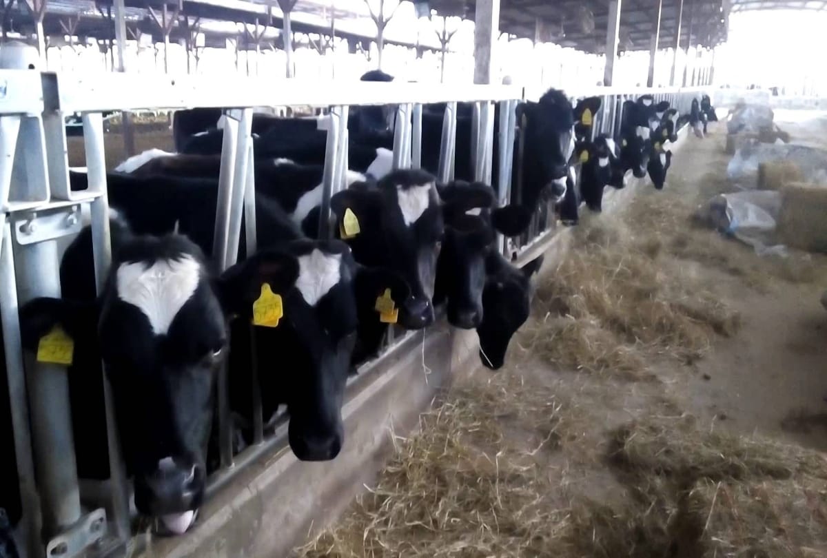 This Is How Cow Farm in Qatar Changed Life Of Its Citizen