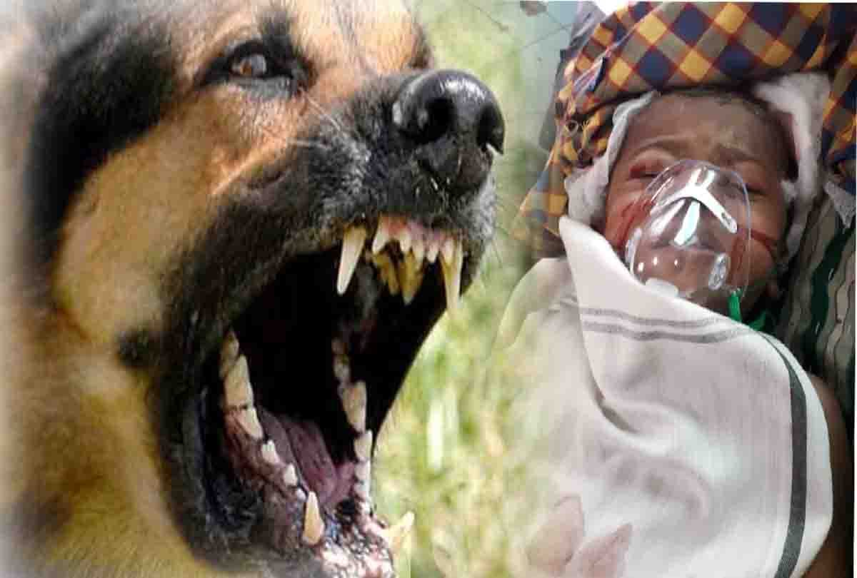 dogs attacked on children in kanpur
