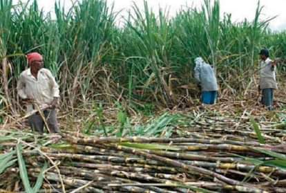 government increases buffer stock of sugar to 40 lakh tonne