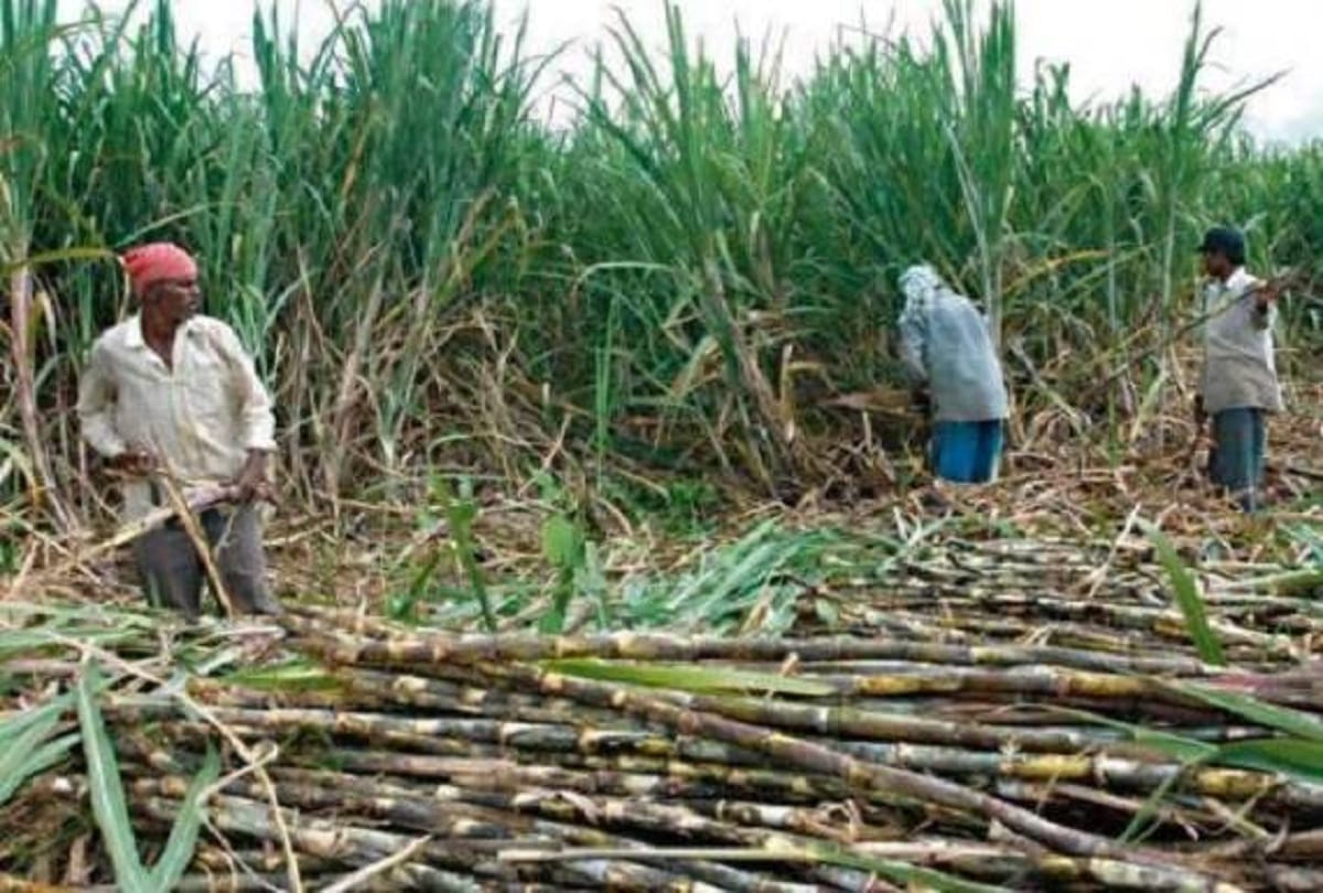 no subsidy to income tax payer farmers, punjab government