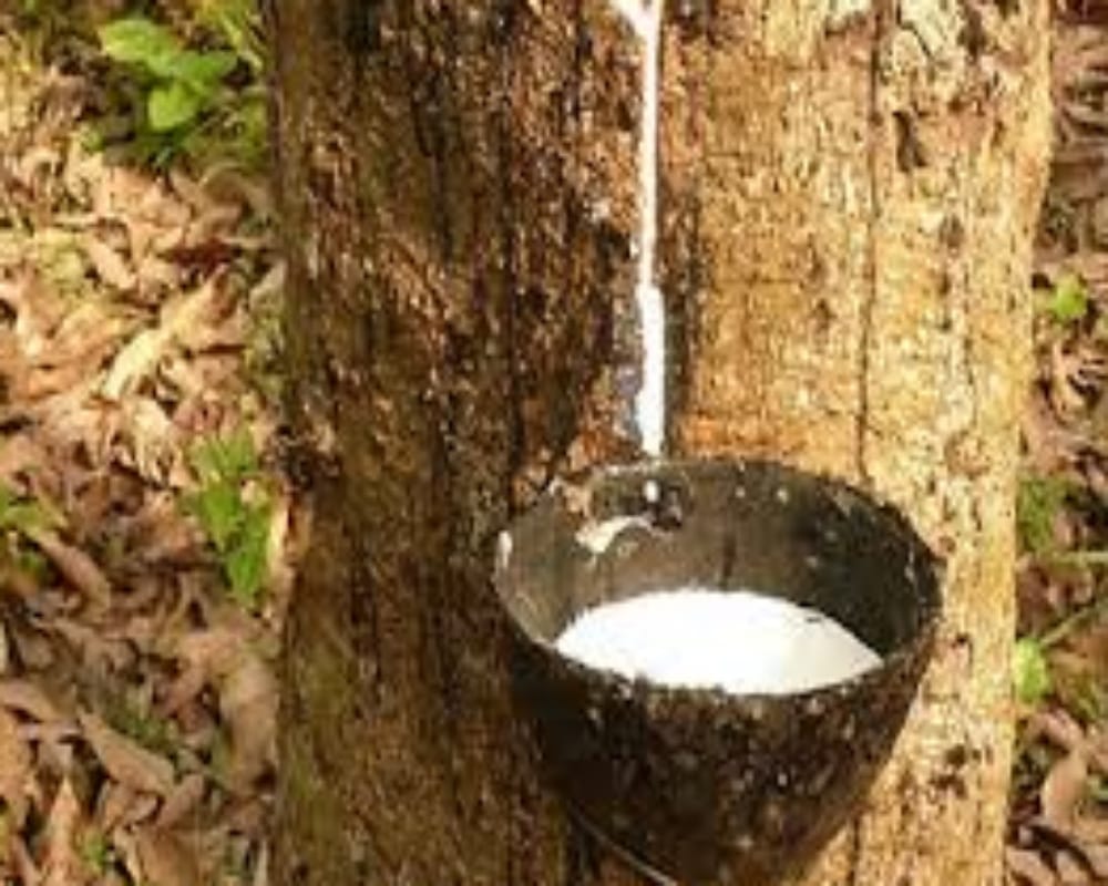 Planting these plants with tulsi will make you rich 