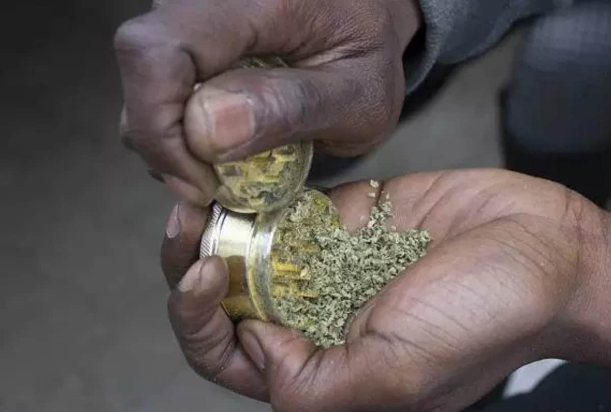 Hemp effects on brain and human body, How much harmful hemp for health, hemp is useful in cancer, mental disorders treatment amid drug connection