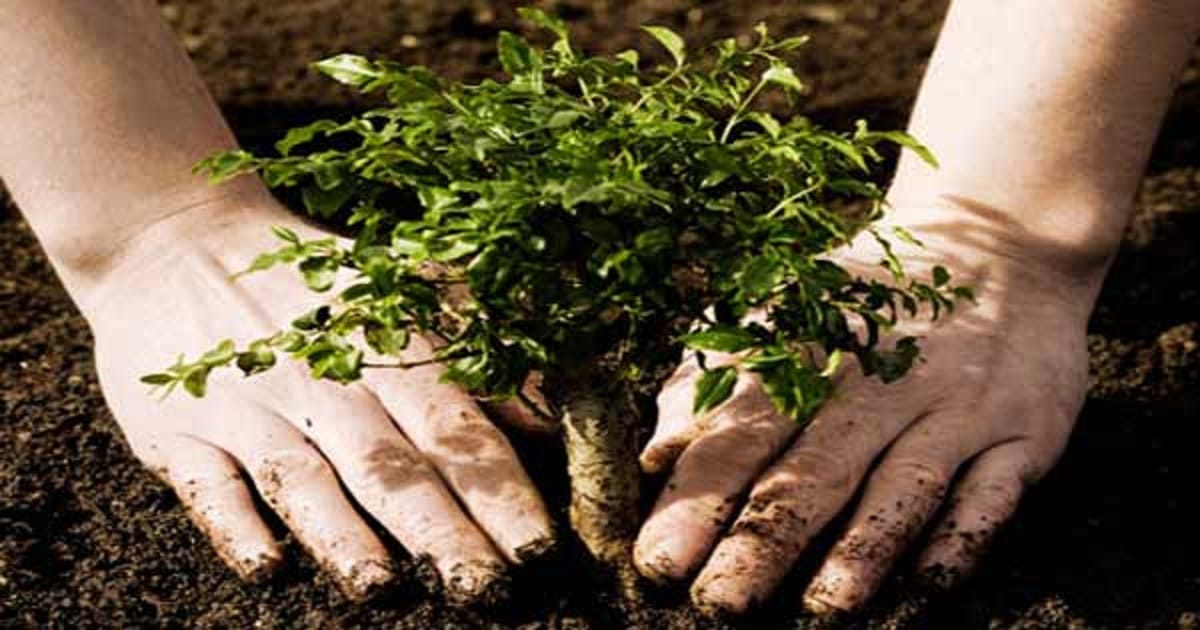 world environment day