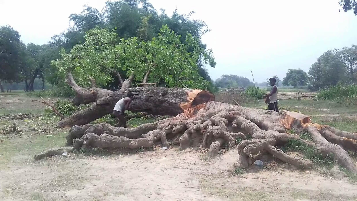 Three detained in cutting green trees