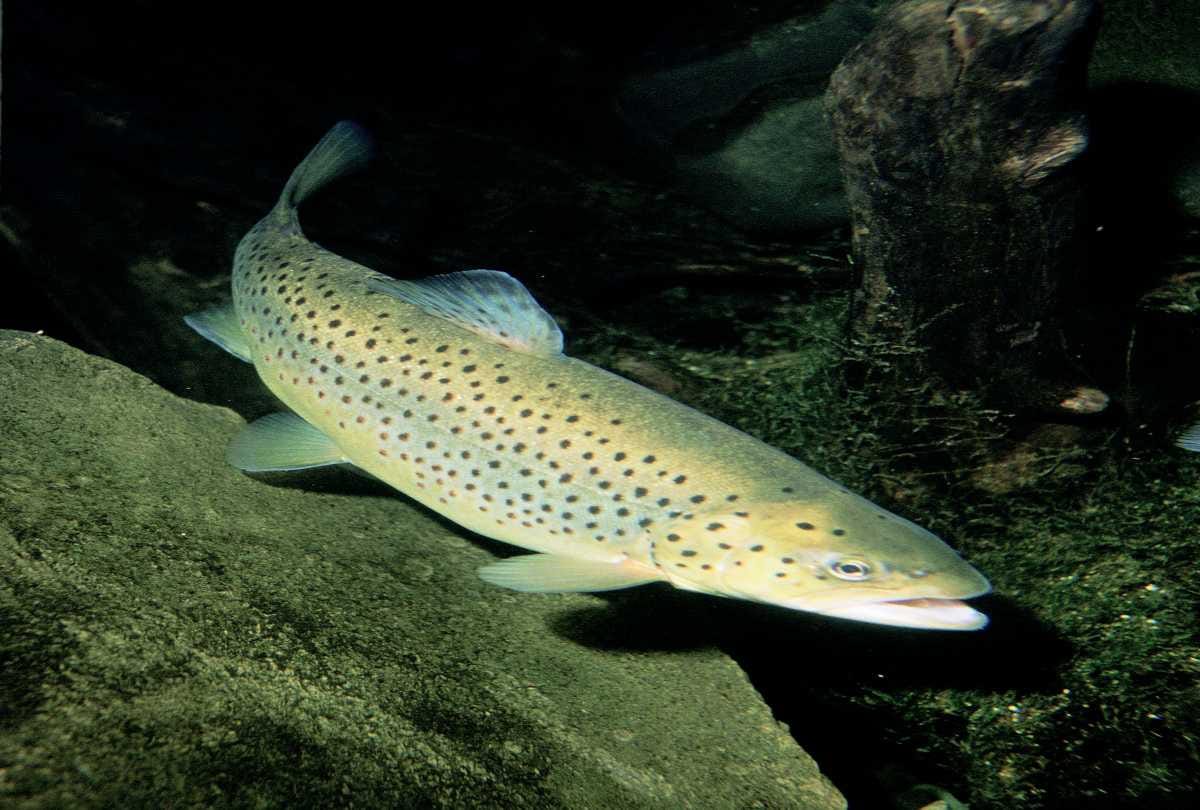 Budget announcement himachal: For the first time in Himachal, fish farming will be done in plastic tanks