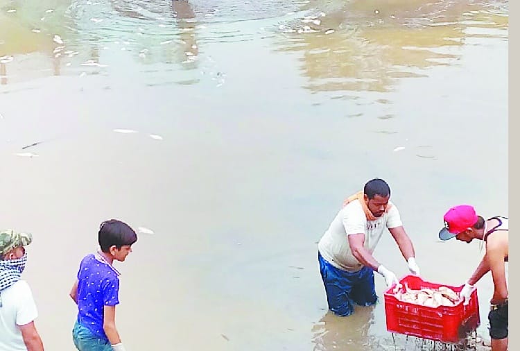 तालाब का पानी घटने से हजारों मछलियां मरीं