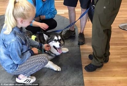 Unique initiative by Aberdeen Airport: dog is helping passengers to remove stress 