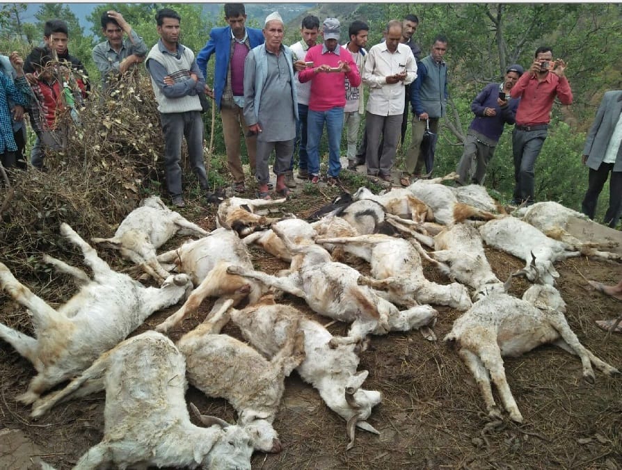 Disaster in uttarakhand after lightning and cattle death 
