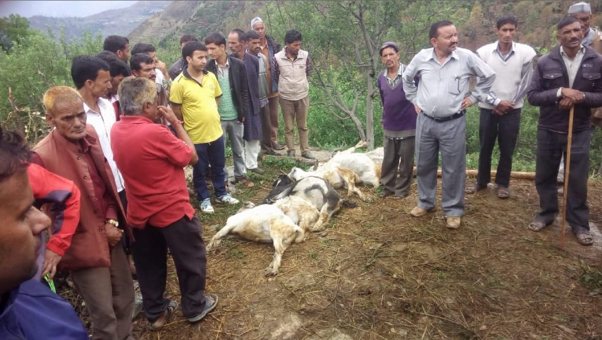 Disaster in uttarakhand after lightning and cattle death 