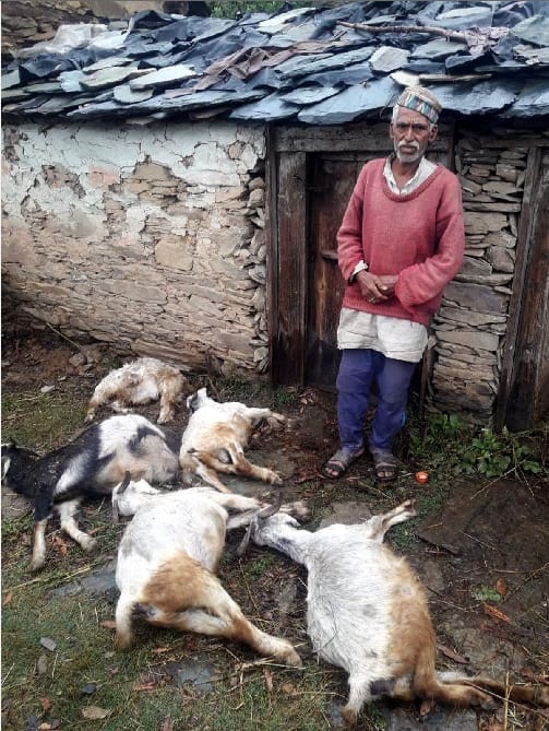 Disaster in uttarakhand after lightning and cattle death 