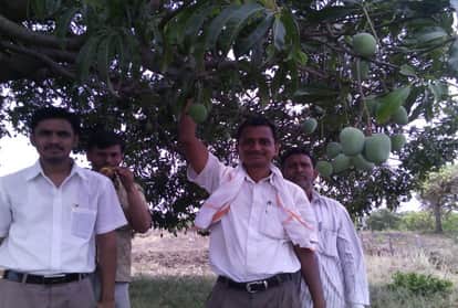 Maharashtra Farmer Ravi Marshetwar Grows 51 Types Of Mangoes On One Tree