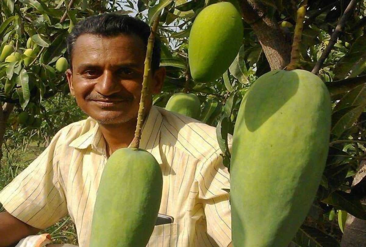 Maharashtra Farmer Ravi Marshetwar Grows 51 Types Of Mangoes On One Tree