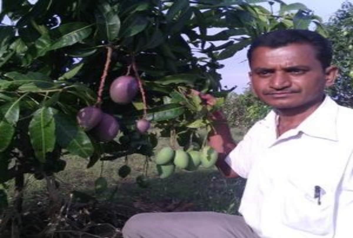 Maharashtra Farmer Ravi Marshetwar Grows 51 Types Of Mangoes On One Tree