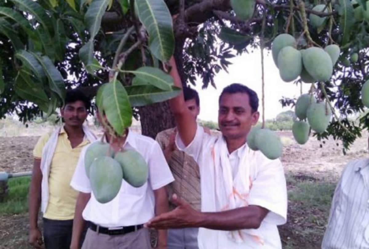 Maharashtra Farmer Ravi Marshetwar Grows 51 Types Of Mangoes On One Tree