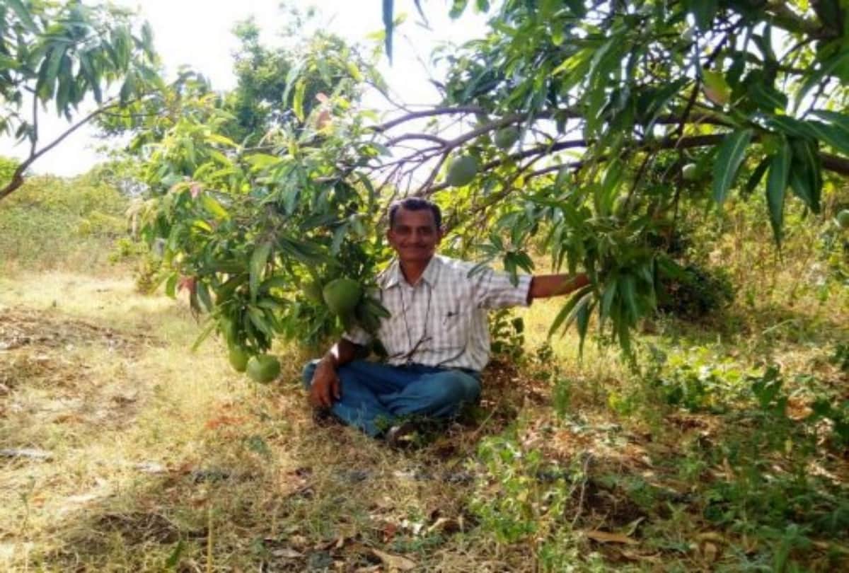 Maharashtra Farmer Ravi Marshetwar Grows 51 Types Of Mangoes On One Tree