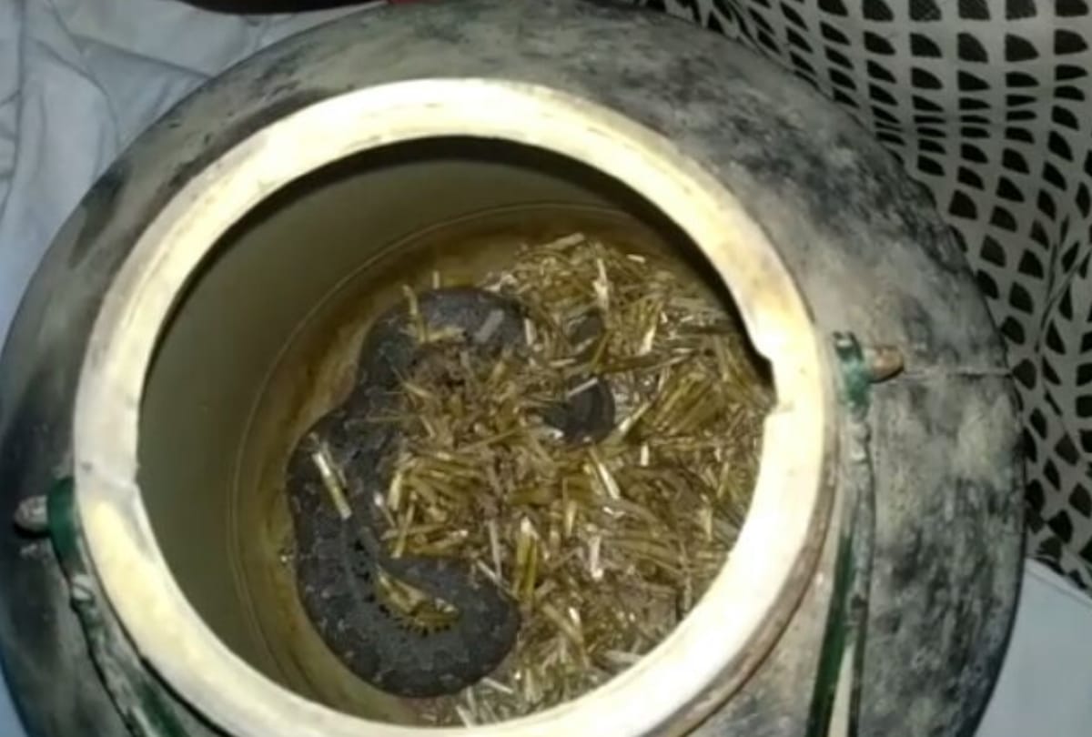 Snake bites the woman in bahraich