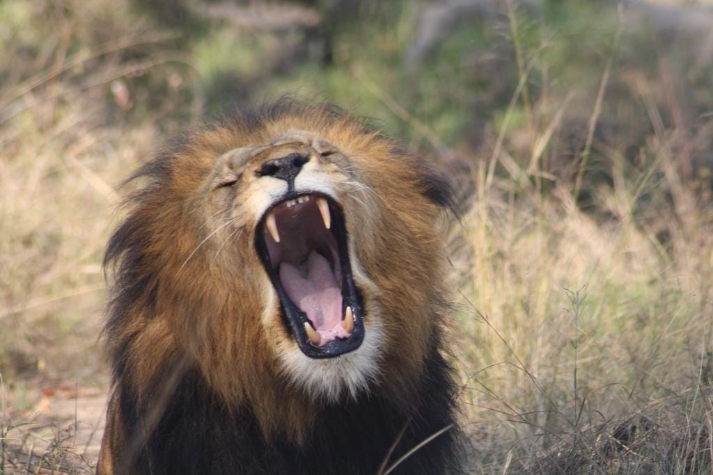 Video Being Viral of a zookeeper Who uses slipper to control lions