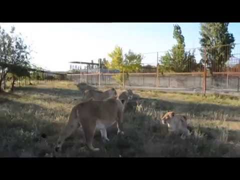 Video Being Viral of a zookeeper Who uses slipper to control lions