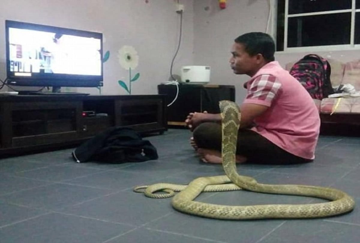 A man marries 10ft COBRA he believes is his dead girlfriend reincarnated