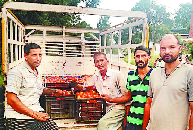 हताशा: बल्ह में किसानों का टमाटर दो रुपए किलो बिका