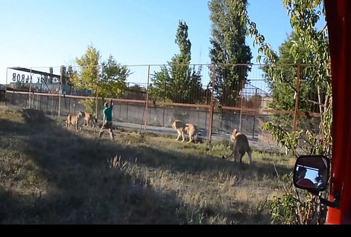 Video Being Viral of a zookeeper Who uses slipper to control lions