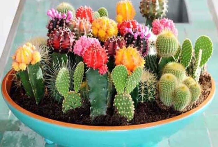 Vastu Tipsअगर आपने भी घर में लगाए हैं ये पौधे तो तुरंत हटा दे वरना कंगाल हो जाएंगे ! Vastu