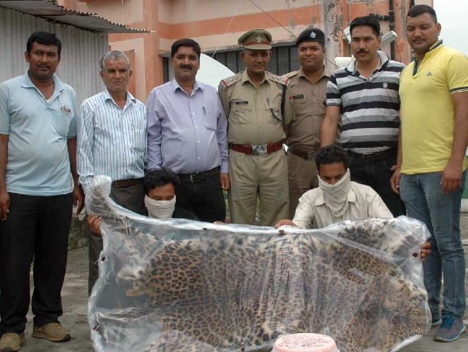 Leopard skins, two arrested with bones