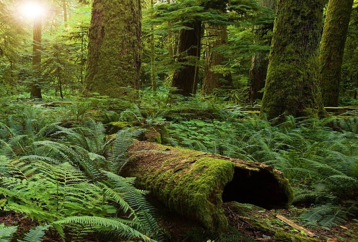 Know about the Amazon rainforest its really Amazing  