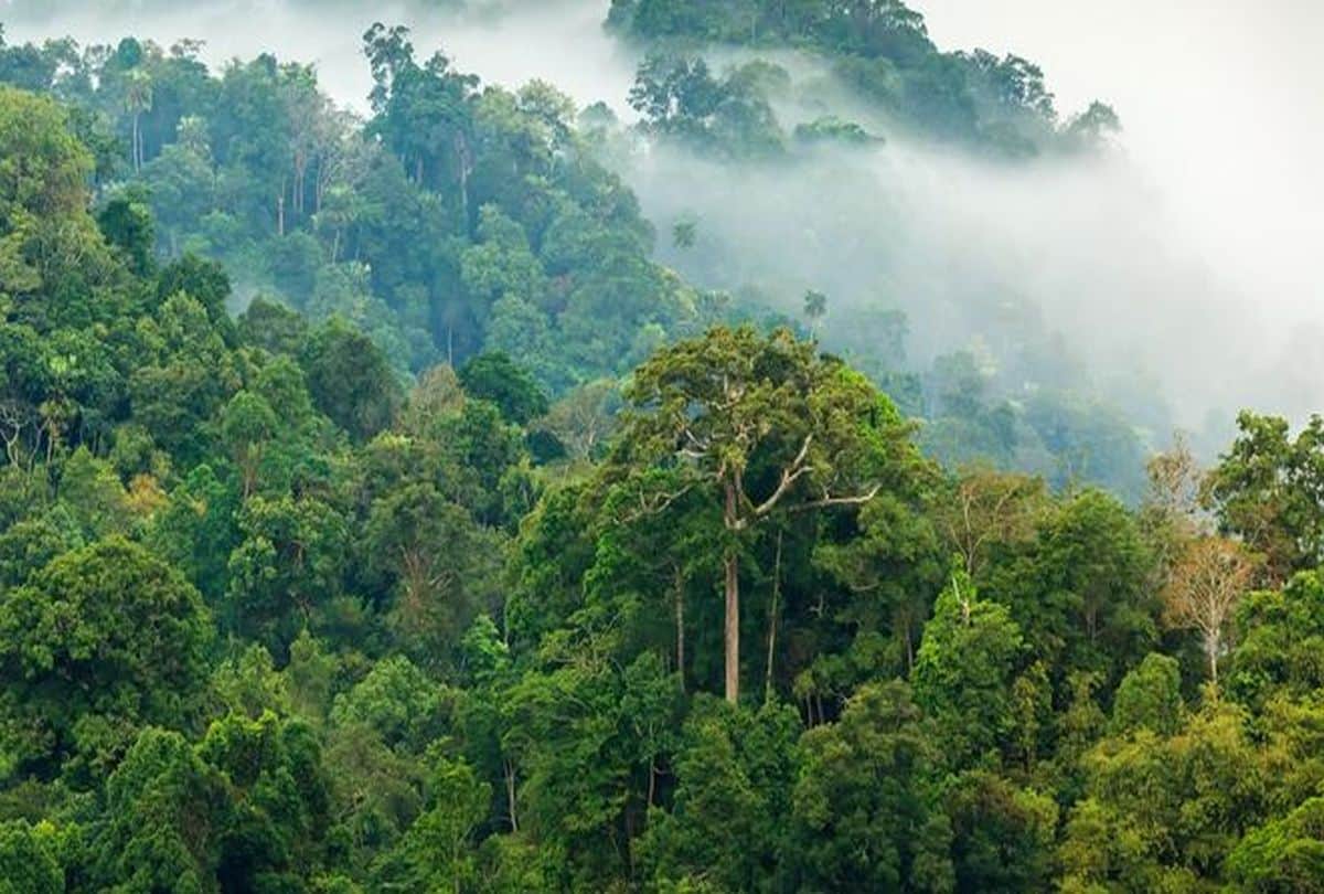 Know about the Amazon rainforest its really Amazing  